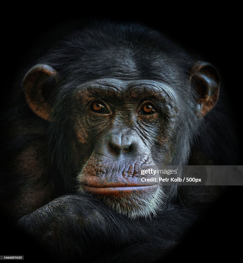 Close-up portrait of gorilla against black background,Czech Republic