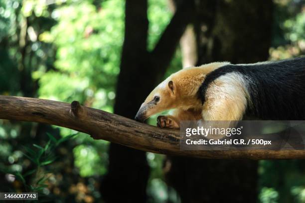 close-up of squirrel on tree,brazil - anteater stock pictures, royalty-free photos & images