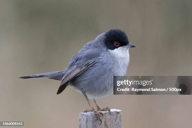 close-up of bird perching on wooden post,les salins,france - gray catbird stock pictures, royalty-free photos & images