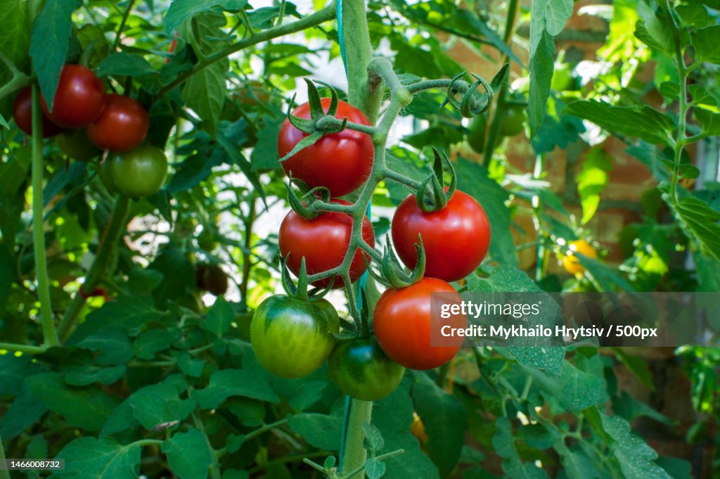 Close-up of tomatoes growing on plant,Ukraine