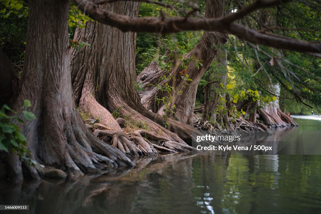 Scenic view of lake in forest,Guadalupe River State Park,United States,USA