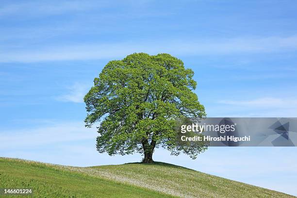 solitary tree - single tree foto e immagini stock