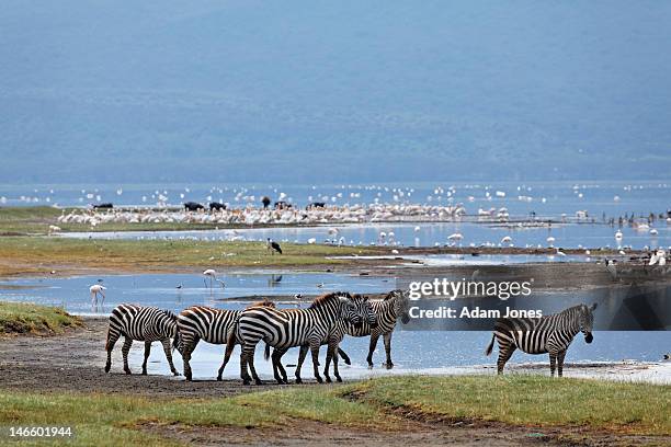 burchell's zebras and many birds along shoreline - see lake nakuru stock-fotos und bilder