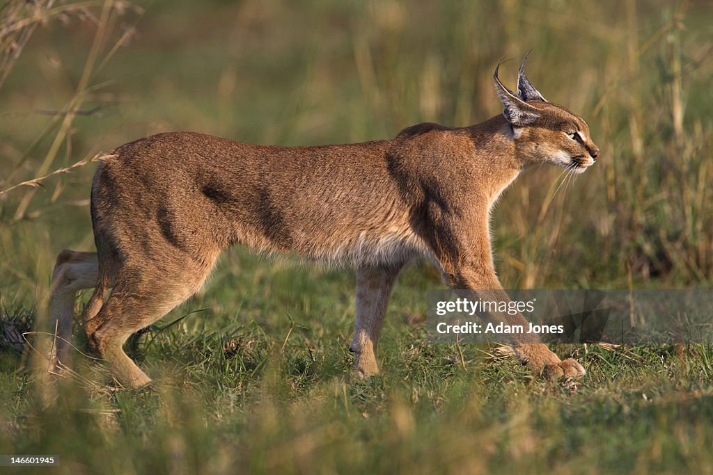 Caracal at sunset