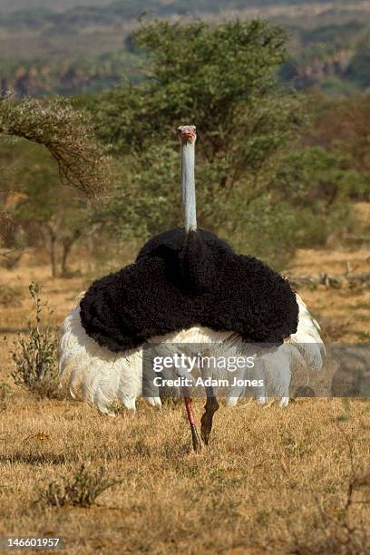 male ostrich displaying during courtship - ostrich ストックフォトと画像
