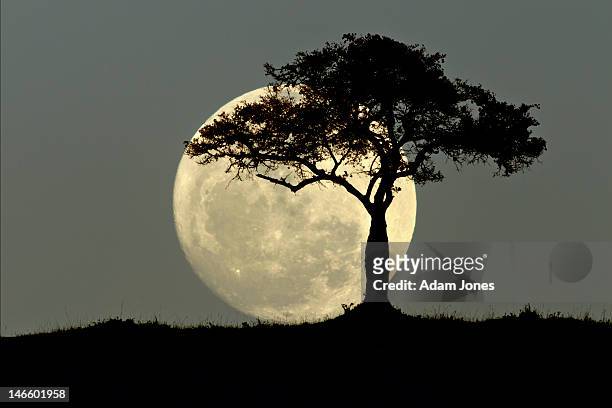 full moon and tree silhouetted at dusk - full moon 個照片及圖片檔