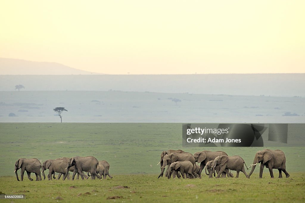 Large herd of African Elephants on the move