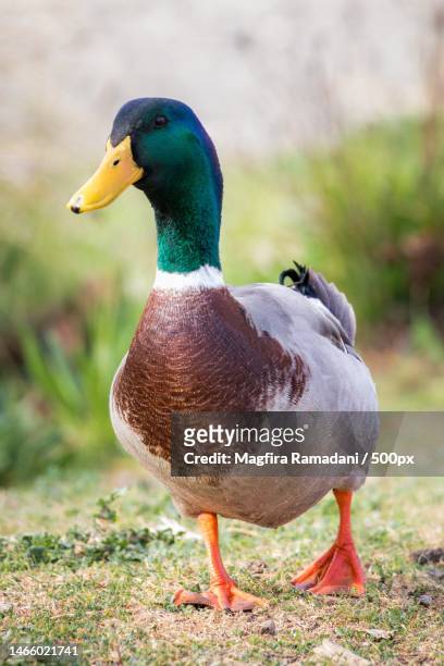 close-up of mallard duck perching on field,india - mallard duck stock pictures, royalty-free photos & images