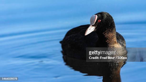 close-up of duck swimming on lake - american coot stock pictures, royalty-free photos & images
