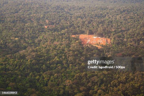 high angle view of trees in forest,gabon - gabon photos et images de collection