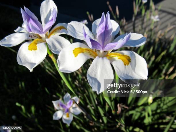 close-up of white crocus flowers,los angeles,california,united states,usa - iris plant stock pictures, royalty-free photos & images