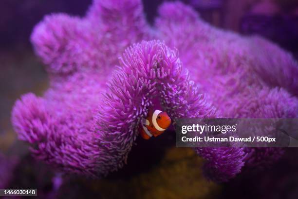 close-up of pink flower,indonesia - anemonefish stock pictures, royalty-free photos & images