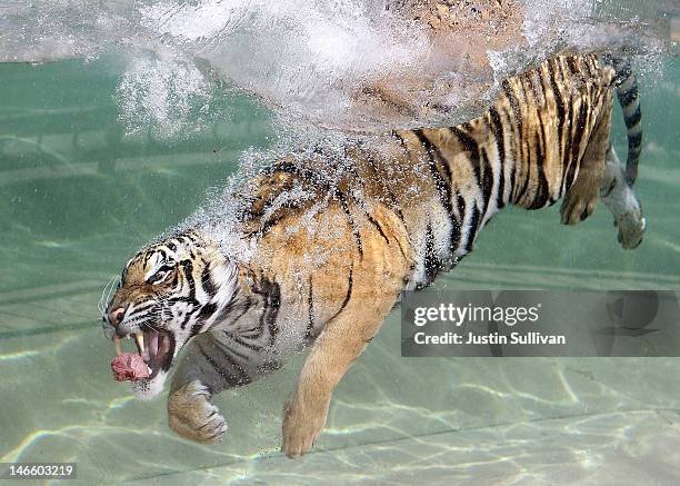 Bengal Tiger named Akasha dives into the water after a piece of meat at Six Flags Discovery Kingdom on June 20, 2012 in Vallejo, California. On the...