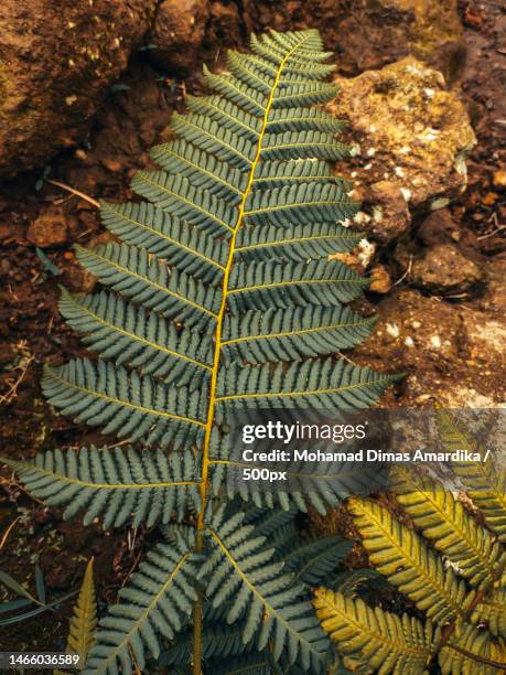 Java Fern Indo Java Fern Photos and Premium High Res Pictures - Getty Images