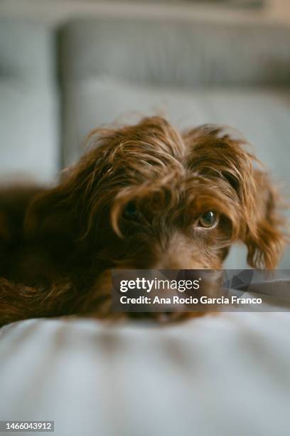 brown puppy dog lying on sofa - toy dog fotografías e imágenes de stock