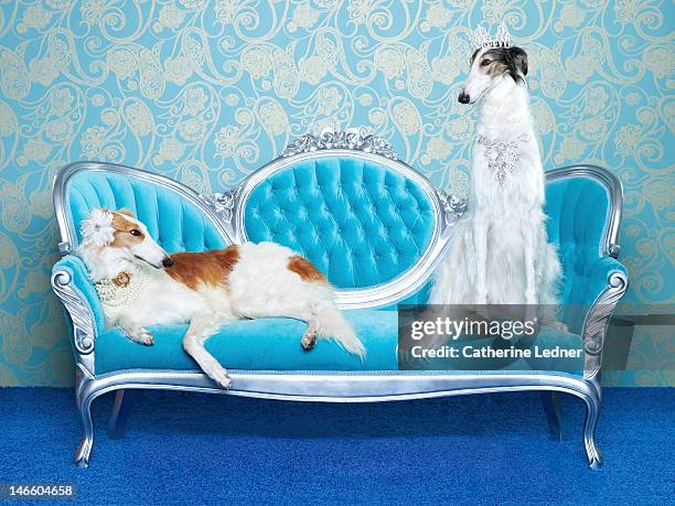 two borzoi (canis lupus familiaris) on couch. - schmalz stock-fotos und bilder