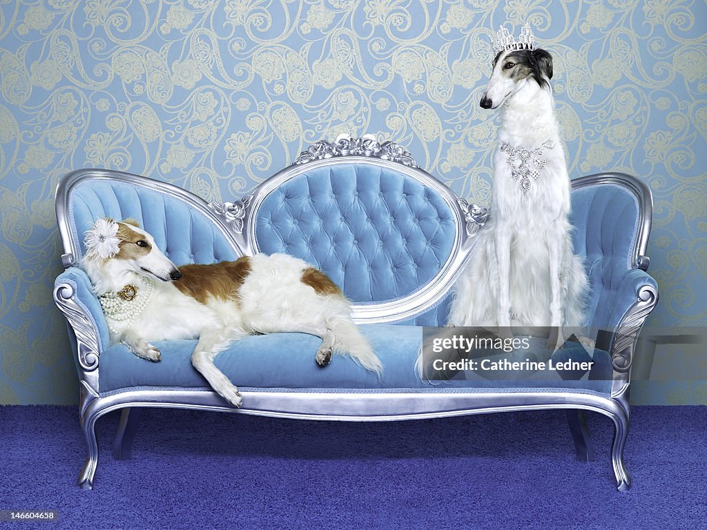 Two Borzoi (canis lupus familiaris) on couch.