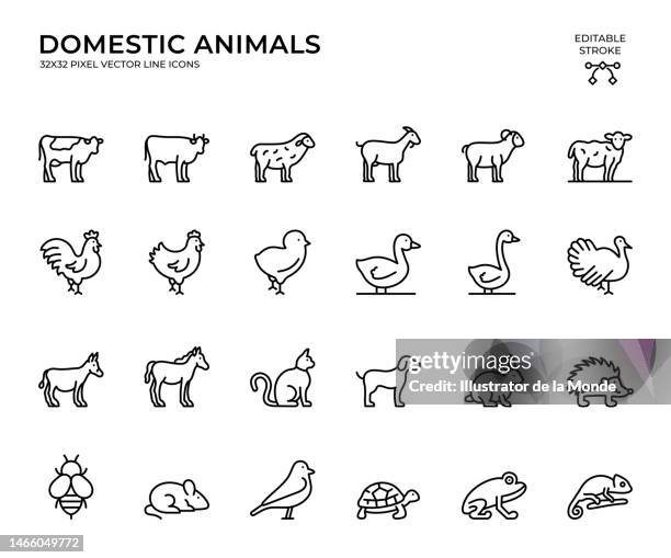 ilustraciones, imágenes clip art, dibujos animados e iconos de stock de conjunto editable de iconos vectoriales de trazo de animales domésticos - domestic cattle