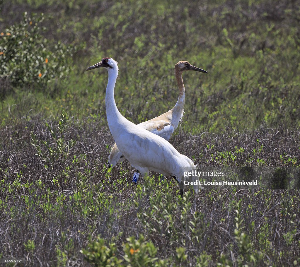 Whooping crane with chick (Grus americana