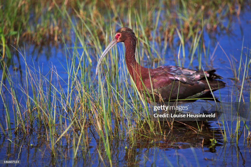 White-faced Ibis ( Plegadis chihi)