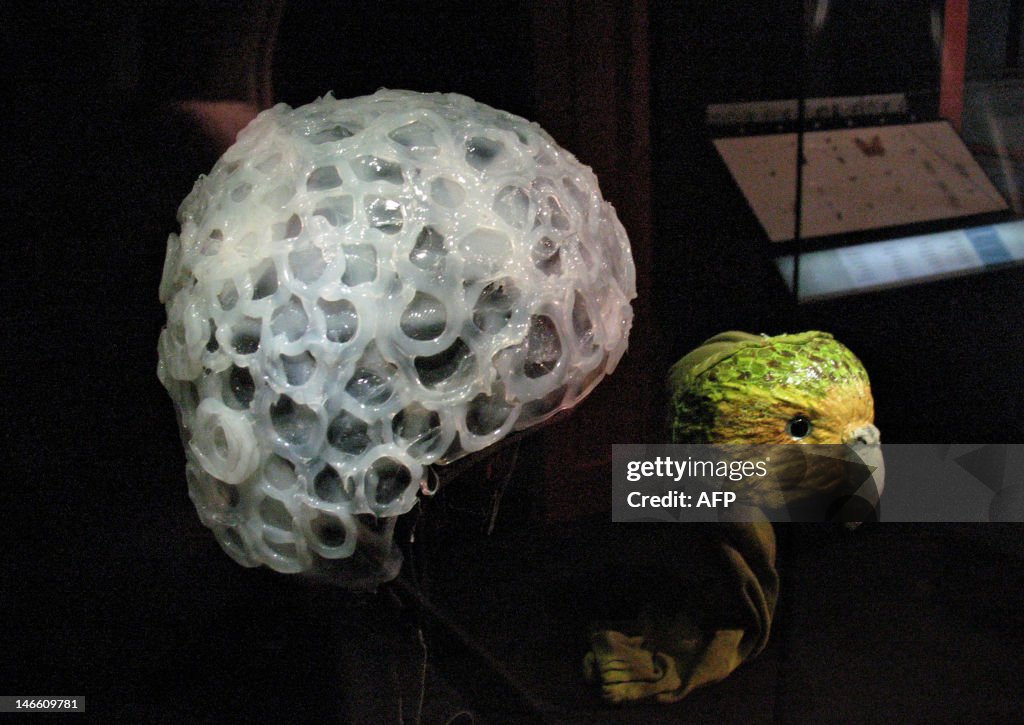 NZEALAND-WILDLIFE-CONSERVATION-KAKAPO
