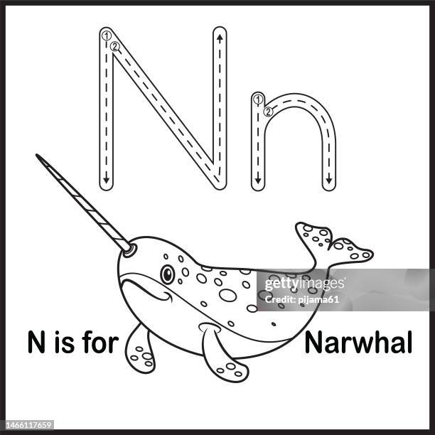 flashcard letter n is for narwhal vector illustration - narwhal stock illustrations