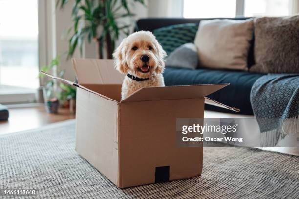 cheerful goldendoodle dog sitting in cardboard box in the living room - textile for delivery stock pictures, royalty-free photos & images