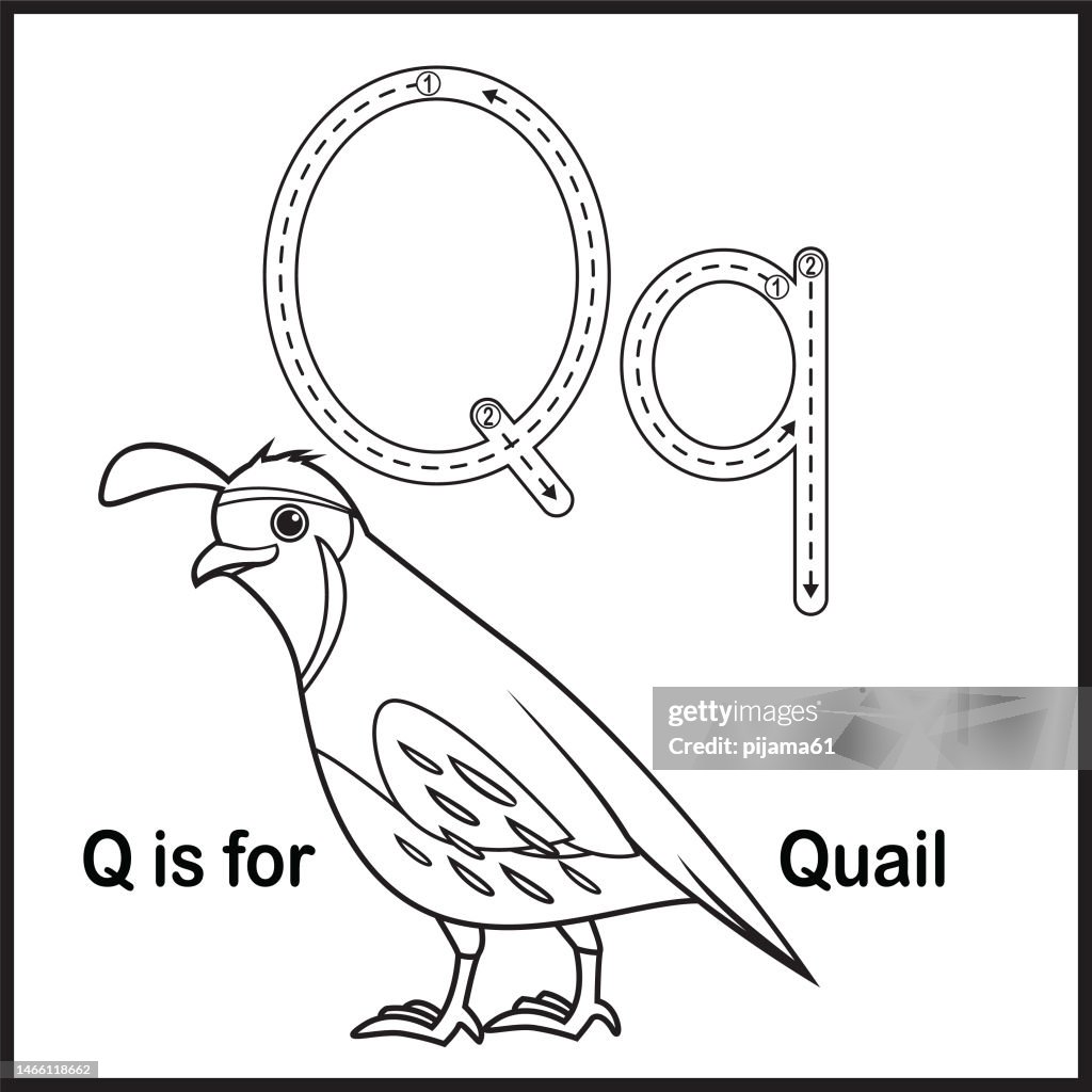 Flashcard letter Q is for Quail
vector Illustration