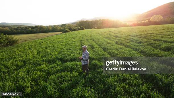 aerial view of farmer examining wheat crops with drone at sunset in spring. - green wheat field stock pictures, royalty-free photos & images