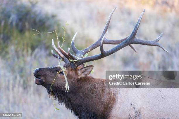 Elk Rack Background 141 Deer Rack Mount Stock Photos, High-Res Pictures, and Images - Getty ...