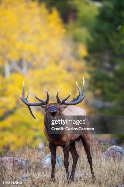 bugle for the camera - rocky mountain national park stock pictures, royalty-free photos & images