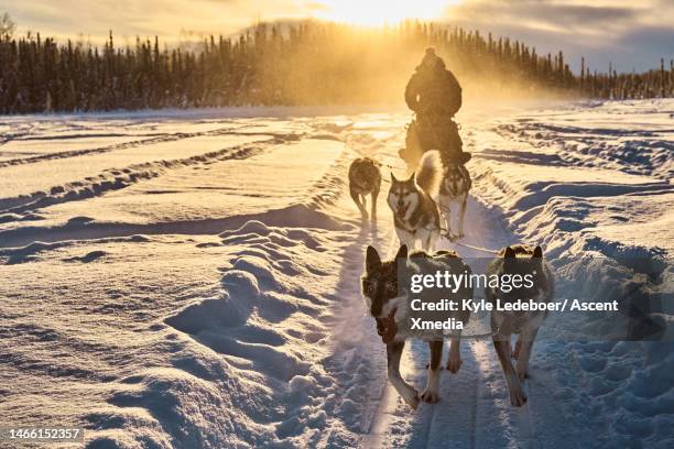 team of sled dogs pull sled and driver at dawn - husky sled stock pictures, royalty-free photos & images