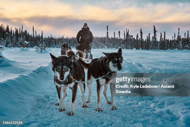 team of sled dogs pull sled and driver at dawn - sleigh dog snow stock pictures, royalty-free photos & images