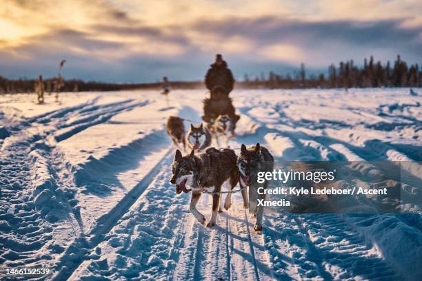 team of sled dogs pull sled and driver at dawn - great north dog walk 個照片及圖片檔