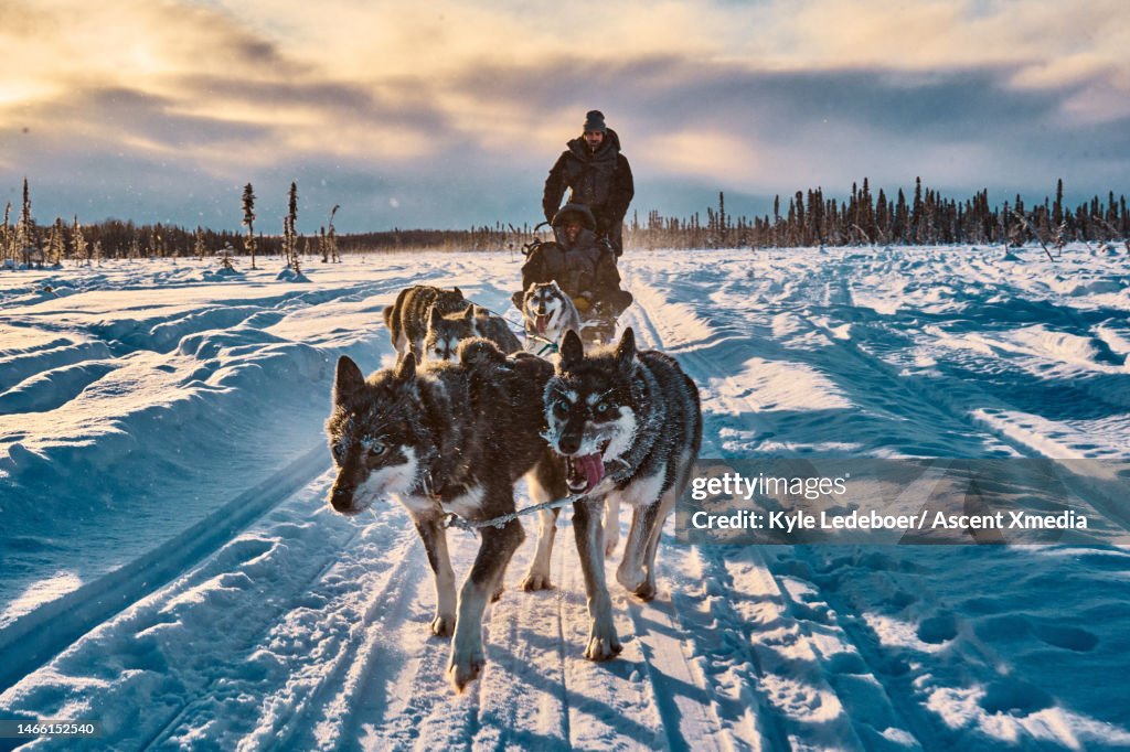 Team Of Sled Dogs Pull Sled And Driver At Dawn High-Res Stock Photo ...