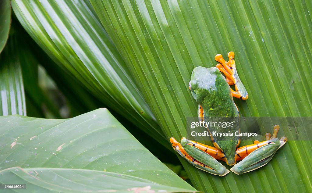 Cruziohyla calcarifer (Splendid tree frog)