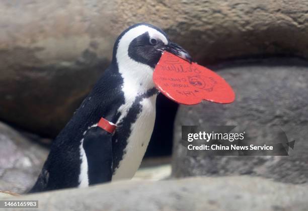 An African penguin receives heart-shaped card at California Academy of Sciences on Valentine's Day on February 14, 2023 in San Francisco, California.