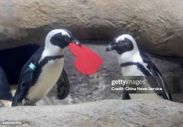 An African penguin receives heart-shaped card at California Academy of Sciences on Valentine's Day on February 14, 2023 in San Francisco, California.