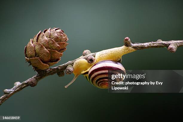 snail in spotlight - pinecone stock pictures, royalty-free photos & images