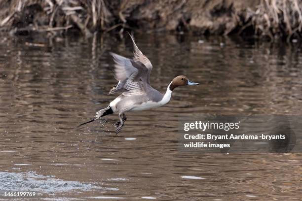 pintail drake take off - water bird foto e immagini stock