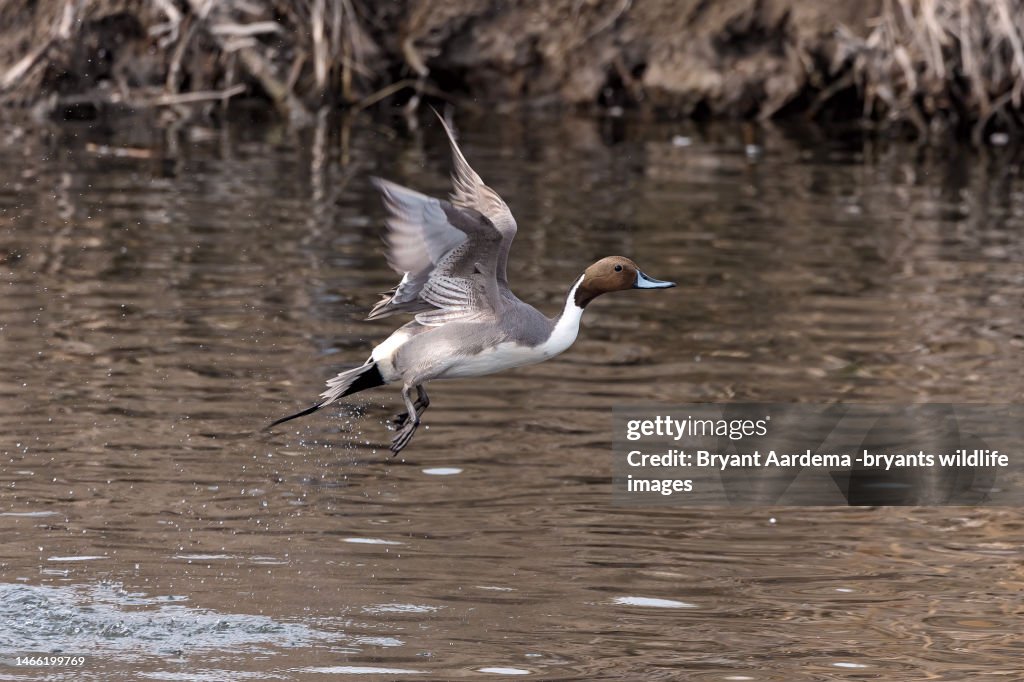 Pintail Drake Take Off