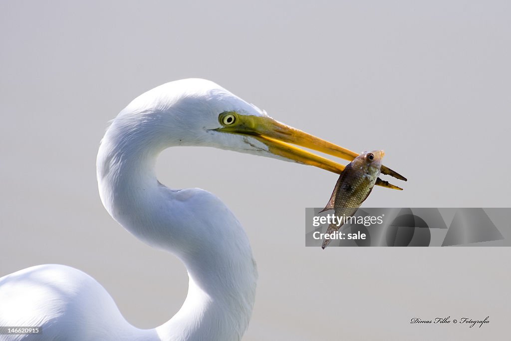 Egret