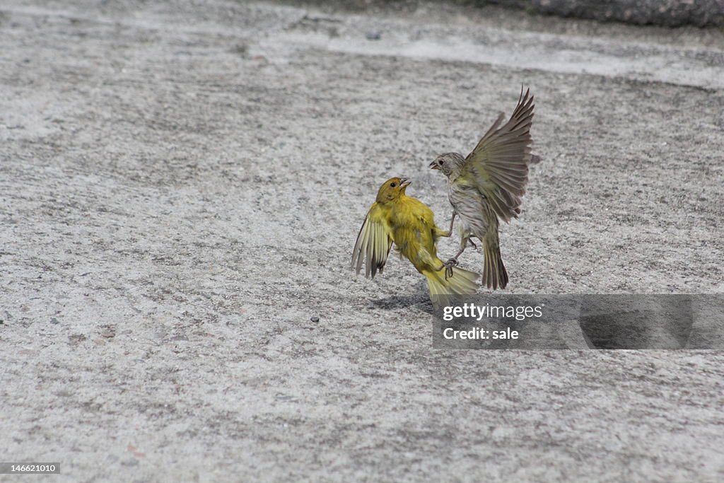 Birds fight