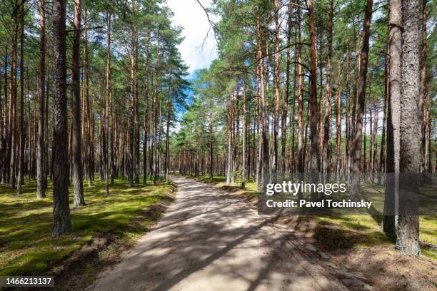 forest path in kashubia (kaszuby) region in pomorskie (pomeranian) province, poland, 2020 - pomorskie province stockfoto's en -beelden