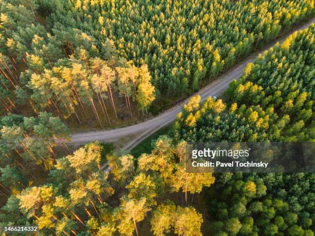forest path in kashubia (kaszuby) region in pomorskie (pomeranian) province, poland, 2020 - pomorskie province stockfoto's en -beelden