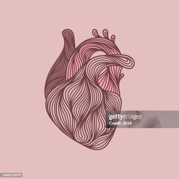 ilustraciones, imágenes clip art, dibujos animados e iconos de stock de dibujo abstracto del corazón humano - aorta