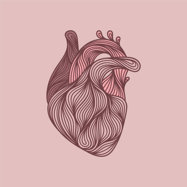 2 829 Human Arteries Drawing Stock Photos High Res Pictures And 2-829-human-arteries-drawing-stock-photos-high-res-pictures-and