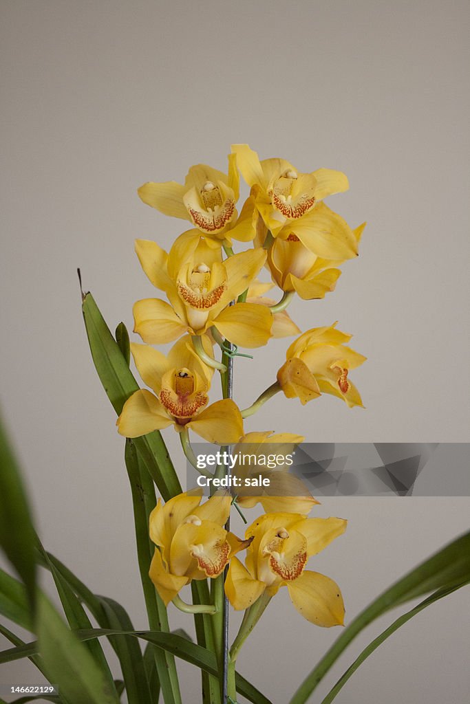 Orchid