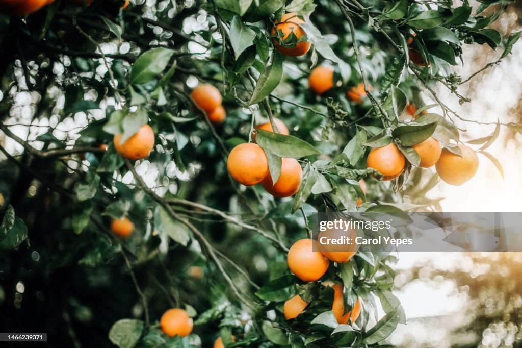 Close up orange tree with lovely warm sunlight