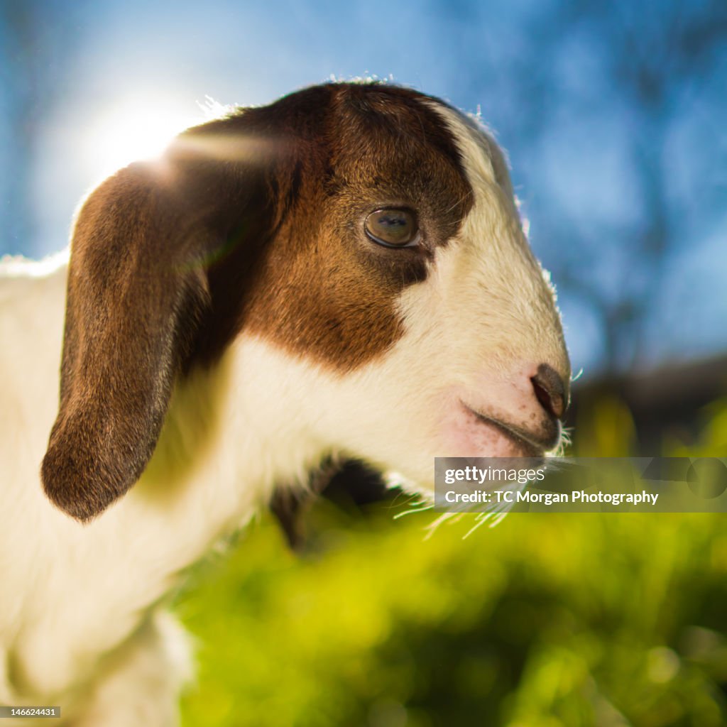 Goat
